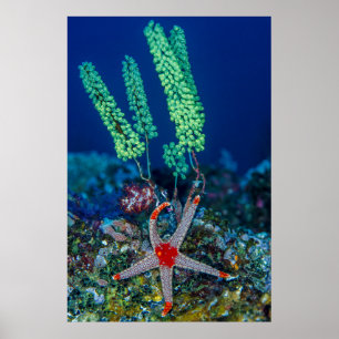 Sea Star and Tunicate Poster