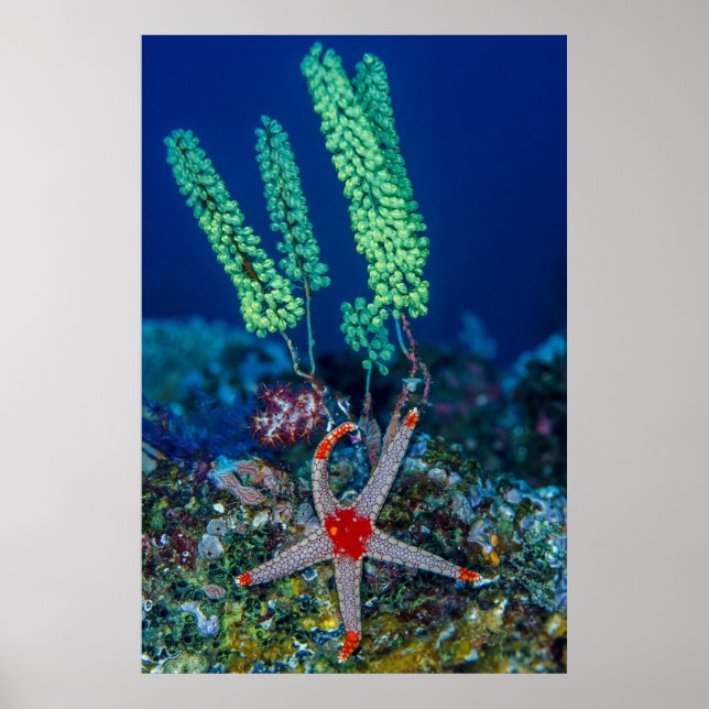 Sea Star and Tunicate Poster (Front)
