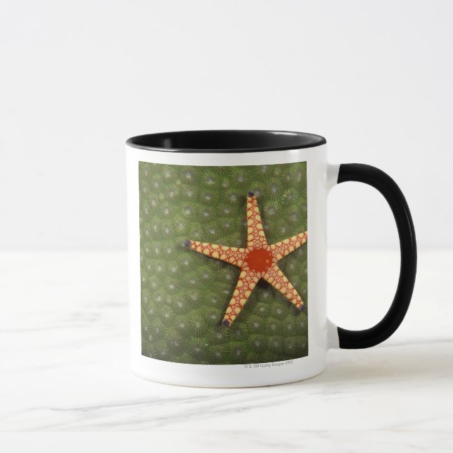 Sea star cleaning reefs by eating algae mug (Right)