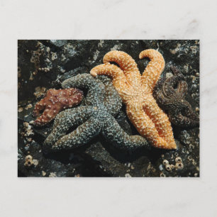 Sea Star Family Postcard
