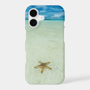 Sea star in shallow water, Palau