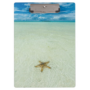 Sea star in shallow water, Palau Clipboard