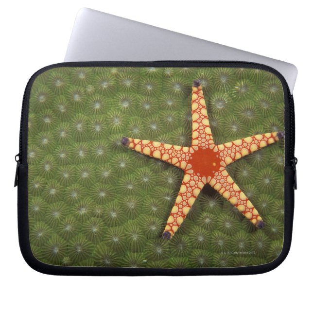 Sea Star Laptop Sleeve (Front)