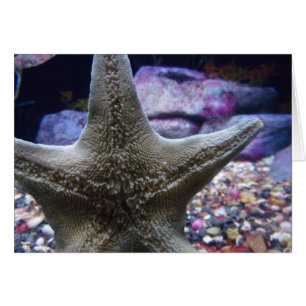 Sea Star Notecard