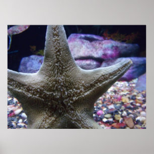 Sea Star Poster