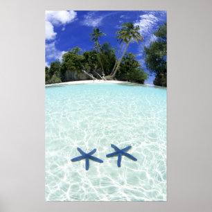 Sea stars, Rock Islands, Palau Poster