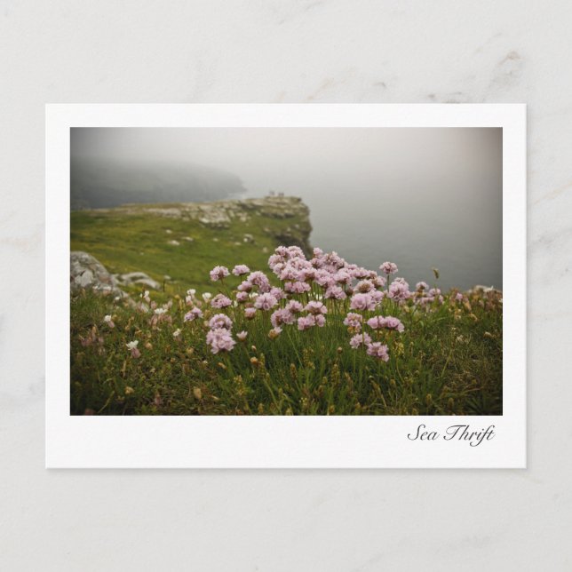 Sea Thrift Postcard (Front)