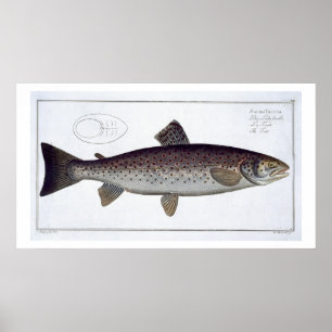 Sea Trout (Salmo Trutta) plate XXI from 'Ichthyolo Poster