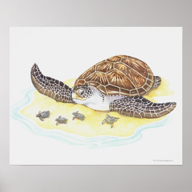 Sea Turtle and Babies Poster (Front)