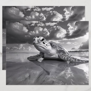 Sea Turtle Black and White Scrapbook Paper