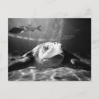 Sea Turtle Closeup Postcard