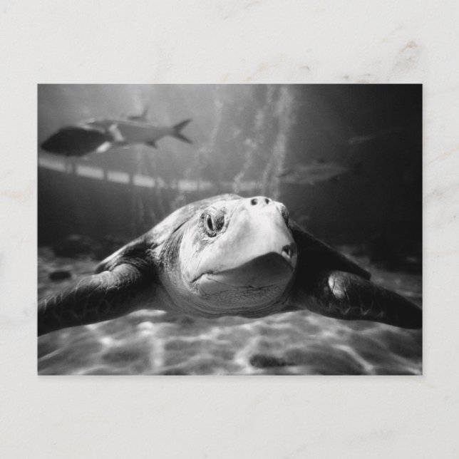 Sea Turtle Closeup Postcard (Front)