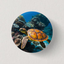 Sea Turtle Coral Reef Underwater