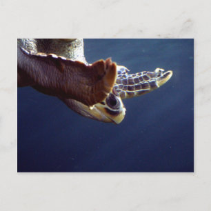 Sea Turtle Diving Postcard