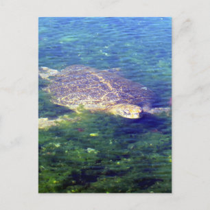sea turtle galapagos postcard