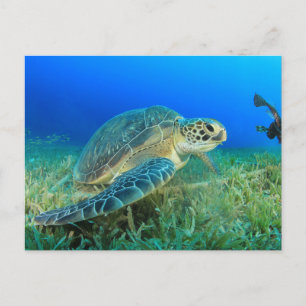 Sea Turtle in the Ocean Postcard