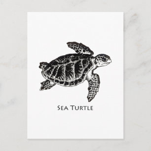 Sea Turtle (Kemp's Ridley) Postcard