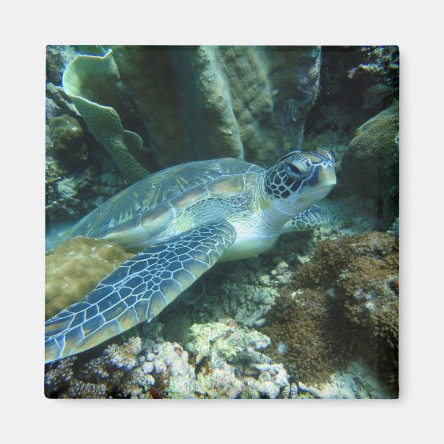 Sea Turtle on Seabed Photo Magnet (Front)