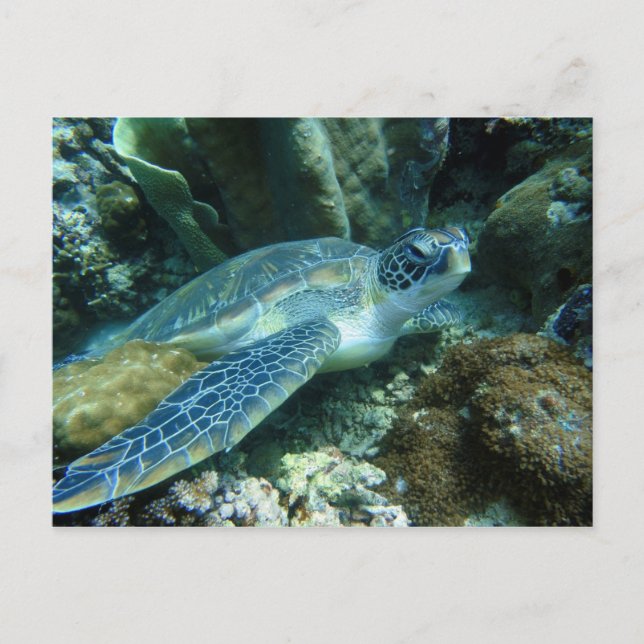 Sea Turtle on Seabed Photo Postcard (Front)