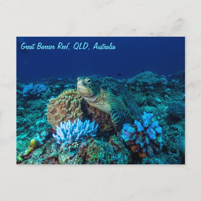 Sea Turtle on the Great Barrier Reef Postcard (Front)