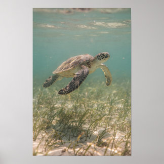 Sea Turtle Over Seagrass Teal Coastal Poster