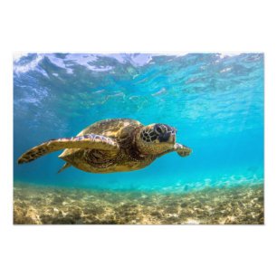 Sea Turtle Photo Print