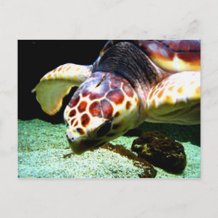 Sea Turtle Postcard