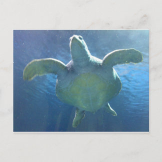 Sea Turtle Postcard