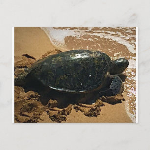 Sea Turtle Postcard