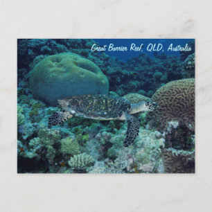 Sea Turtle Postcard