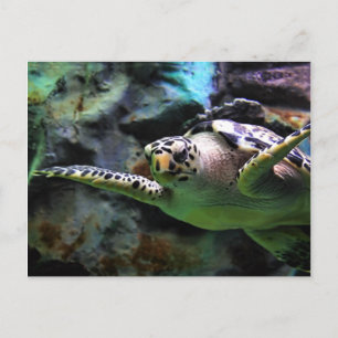 Sea Turtle Postcard