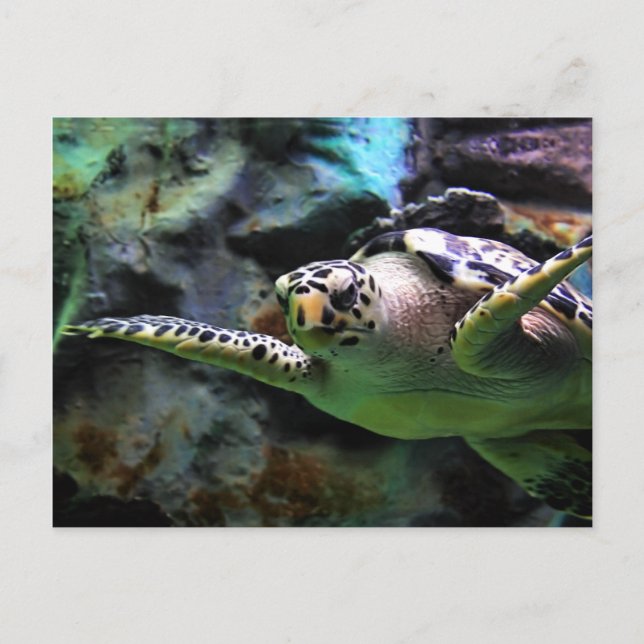 Sea Turtle Postcard (Front)