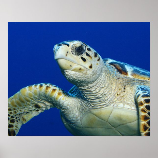 Sea Turtle Poster (Front)