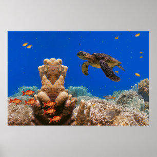 Sea Turtle Poster