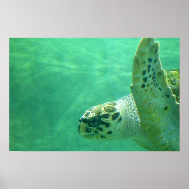 Sea Turtle Poster (Front)