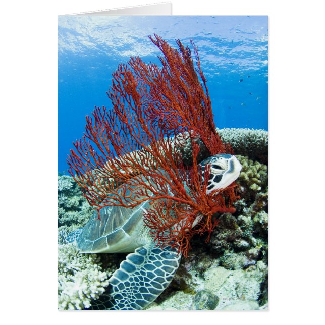 Sea Turtle Resting (Front)