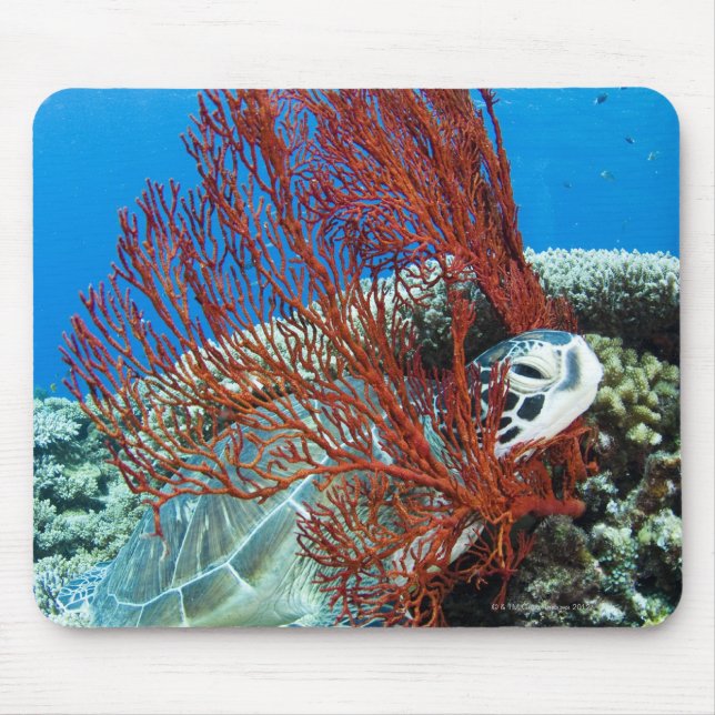 Sea turtle resting underwater 2 mouse pad (Front)