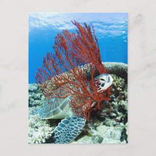 Sea turtle resting underwater 2 postcard