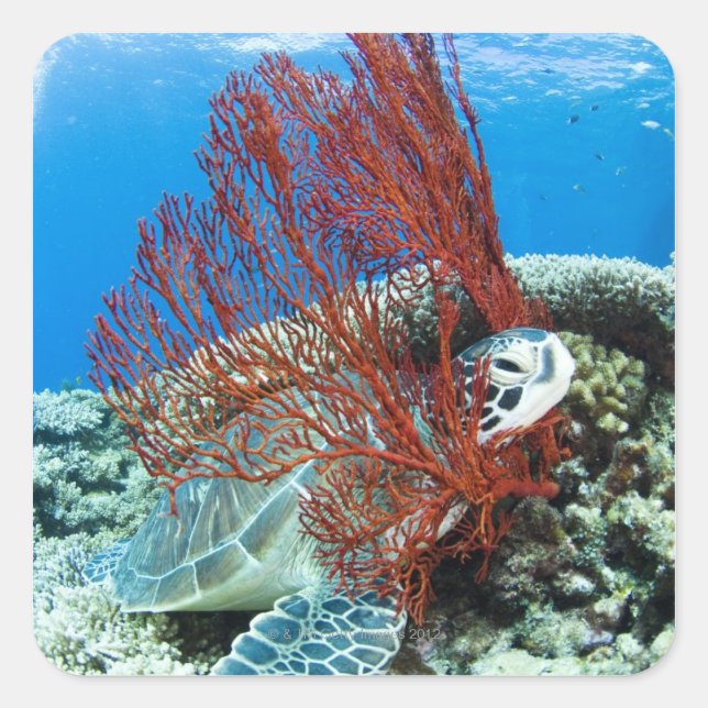 Sea turtle resting underwater 2 square sticker (Front)