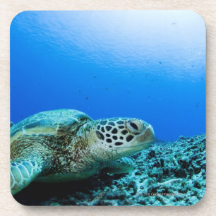 Sea turtle resting underwater coaster