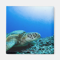 Sea turtle resting underwater