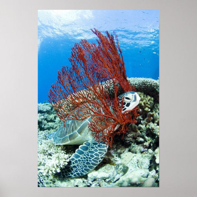 Sea turtle resting underwater poster (Front)