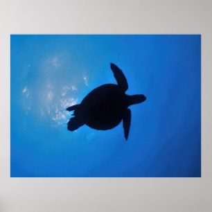 Sea Turtle Silouette  Poster