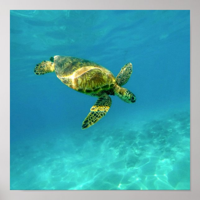 Sea Turtle swimming in turquoise ocean water Poster (Front)