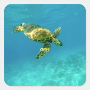 Sea Turtle swimming in turquoise ocean water Square Sticker