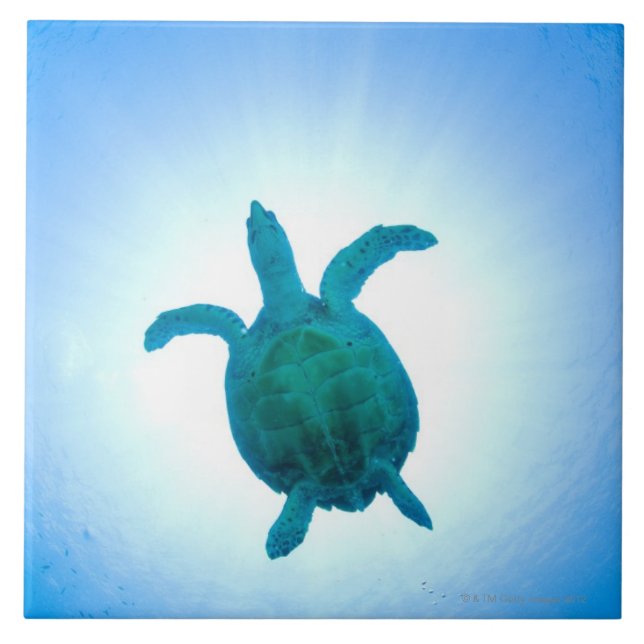 Sea turtle swimming underwater ceramic tile (Front)