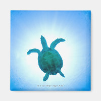 Sea turtle swimming underwater