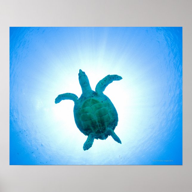 Sea turtle swimming underwater poster (Front)