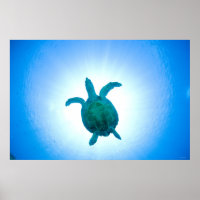 Sea turtle swimming underwater