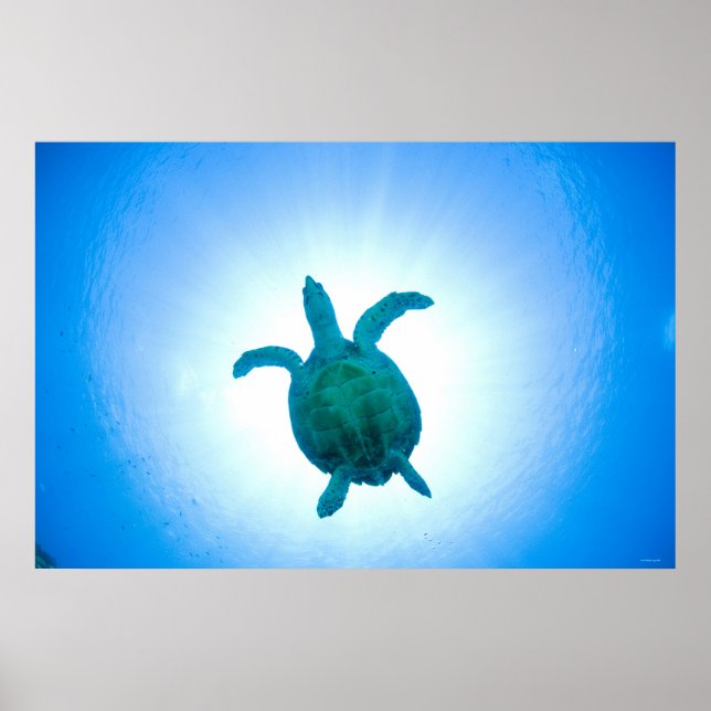 Sea turtle swimming underwater poster (Front)
